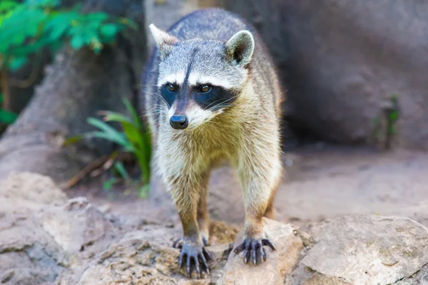 Close-up of cute raccoon — Stock Photo, Image