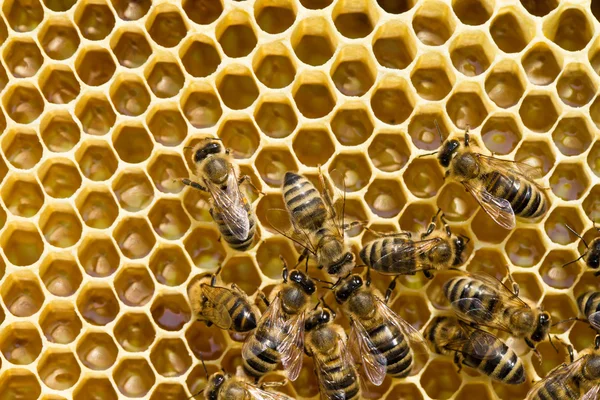 Včely na cedník — Stockfoto