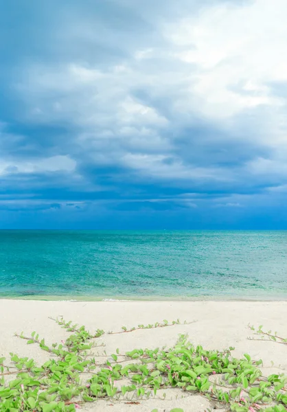 Plage et mer tropicale — Photo