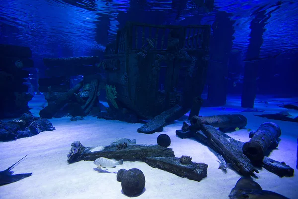 Pesci tropicali in un acquario — Foto Stock