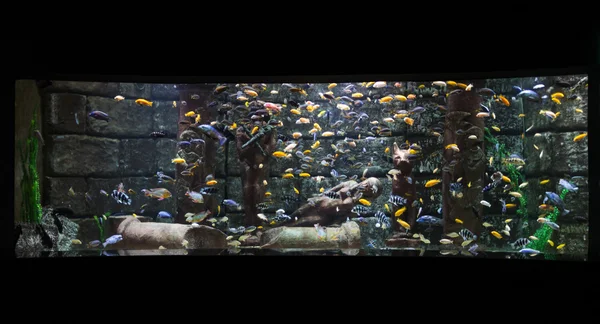 Tropikal balıklar bir akvaryum — Stok fotoğraf