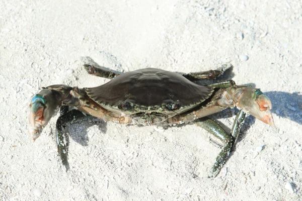 Crab on sandy beach — Stock Photo, Image