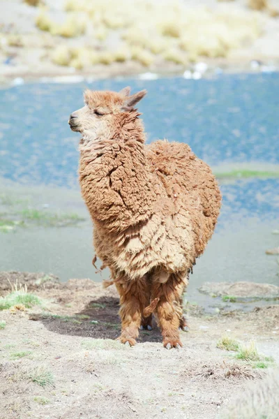 Lama bonito em Andes — Fotografia de Stock