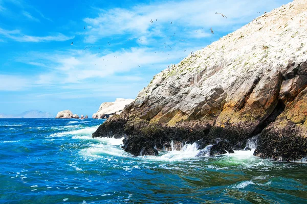 Oiseaux survolant les rochers — Photo