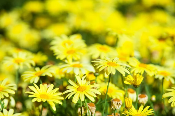 Mooie gele bloemen — Stockfoto