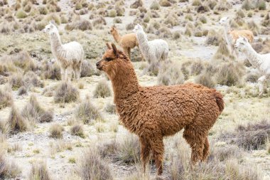 beautiful lamas in Andes clipart