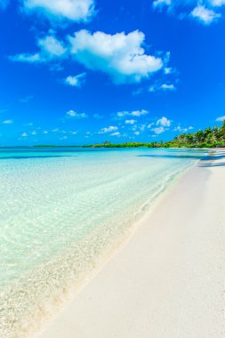 plaj ve tropikal deniz