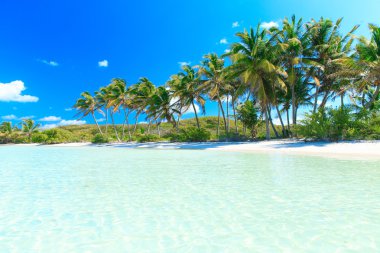 plaj ve tropikal deniz