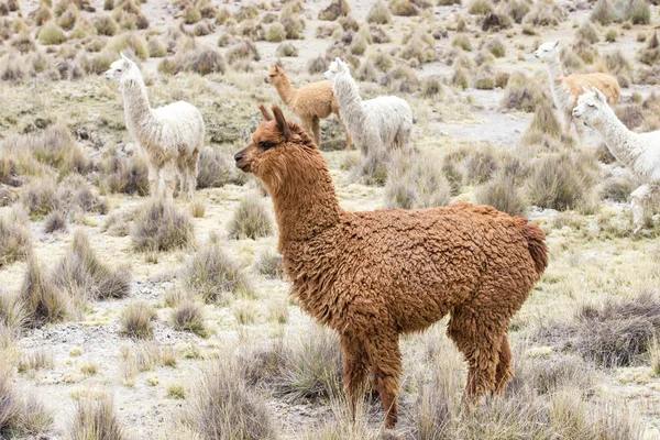 Beaux lamas dans les Andes — Photo