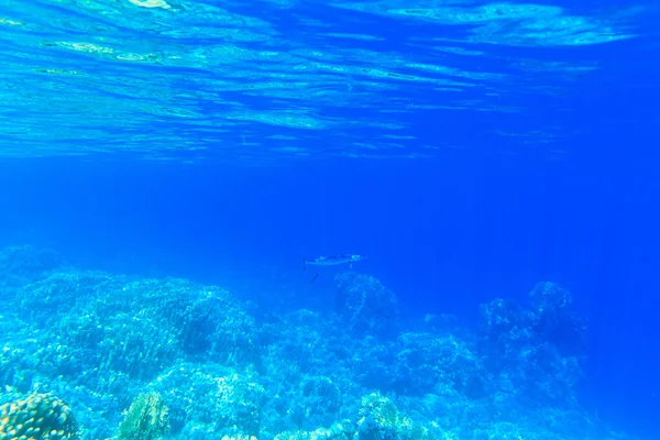 Schöne Unterwasserszene — Stockfoto
