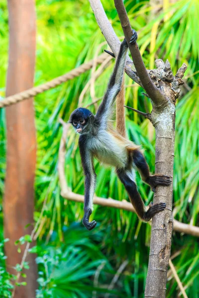 Macaco-aranha na árvore — Fotografia de Stock