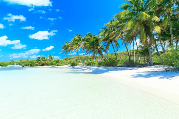 Tropik sahil ve palmiye ağaçları — Stok fotoğraf