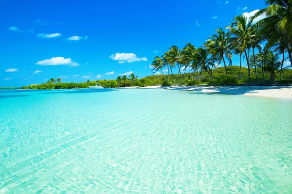 Beach, palmiye ağaçları ve mavi lagün — Stok fotoğraf