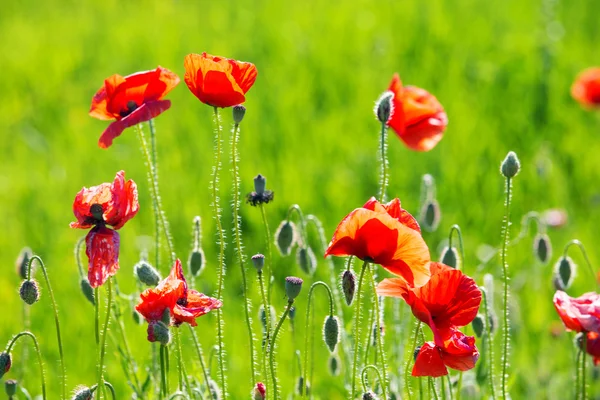 Field of Poppy Flowers — Stock Photo, Image