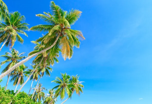 Green Palm trees — Stock Photo, Image