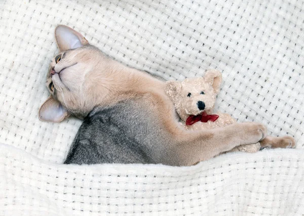 Bonito gatinho dormindo — Fotografia de Stock