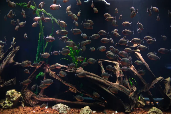 Poissons tropicaux en aquarium — Photo