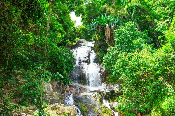 Tropical trees in Asia. — Stock Photo, Image