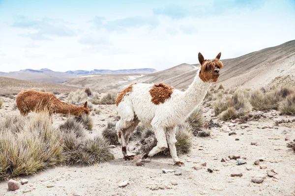 Beautiful lamas in Andes — Stock Photo, Image