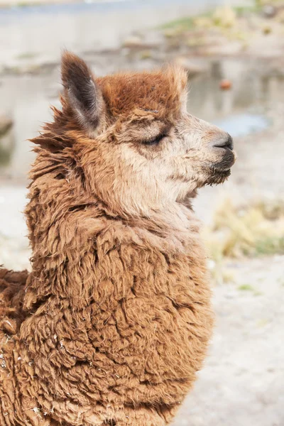 Mooie lama in de Andes — Stockfoto