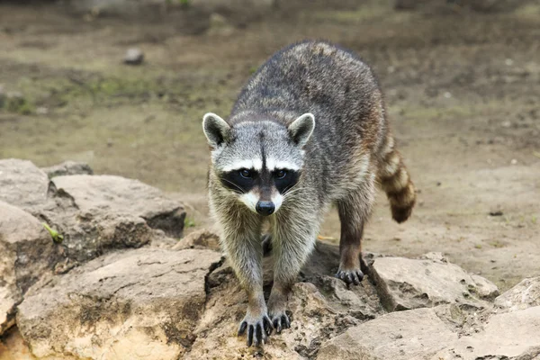 Cute raccoon sitting — Stock Photo, Image