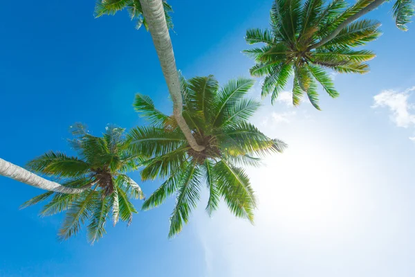 在天空上的棕榈树 — 图库照片