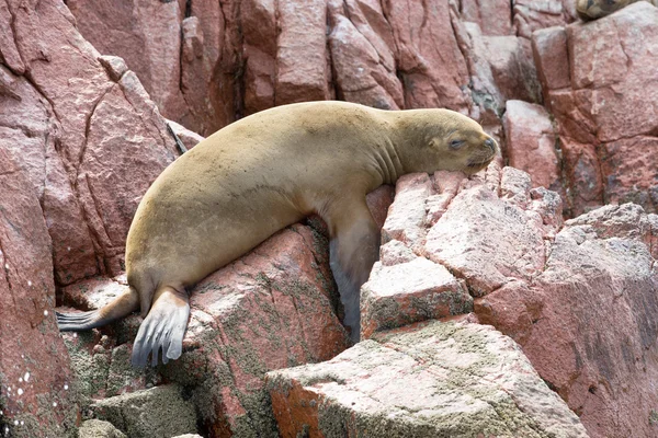 León marino sobre roca — Foto de Stock