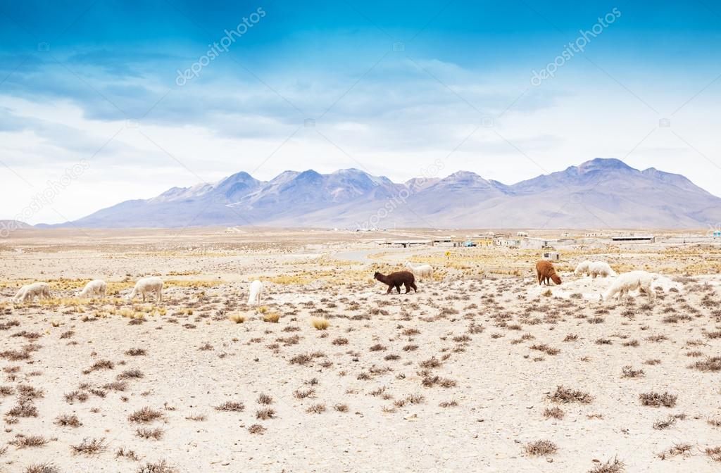 beautiful lamas in Andes