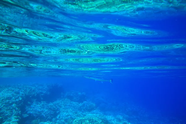 Спокійна підводний сцени — стокове фото