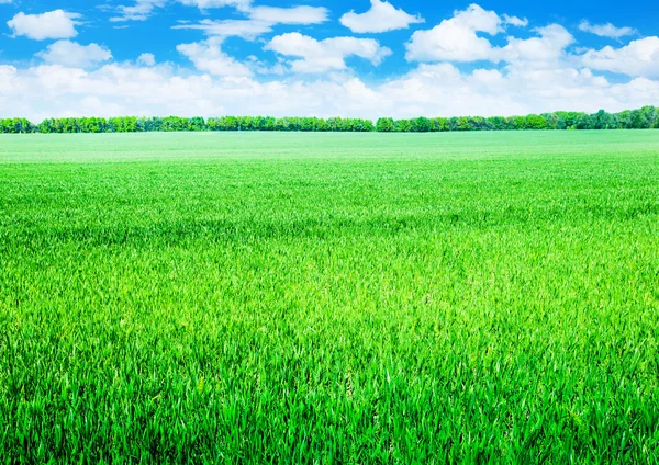 Belo campo verde — Fotografia de Stock
