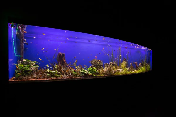 Tropische vissen in het aquarium — Stockfoto