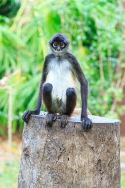 Ağaç örümcek maymun