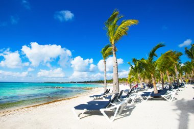 plaj ve tropikal deniz