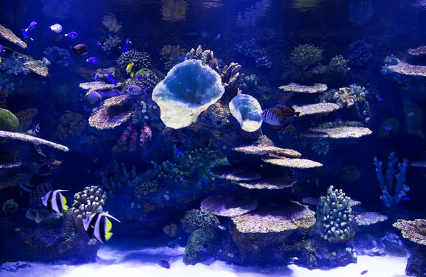 Pesci tropicali in acquario — Foto Stock