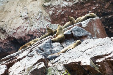 Deniz Aslanları rock için mücadele