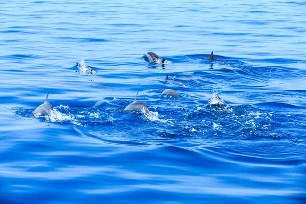 Dauphins heureux dans l'eau — Photo