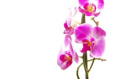 pembe orkide çiçekleri