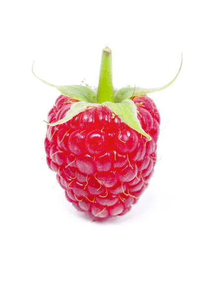 Framboise fraîche mûre — Photo