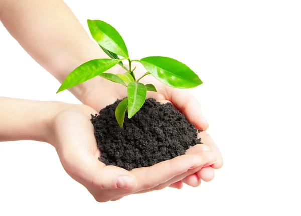 Manos humanas sosteniendo planta verde — Foto de Stock