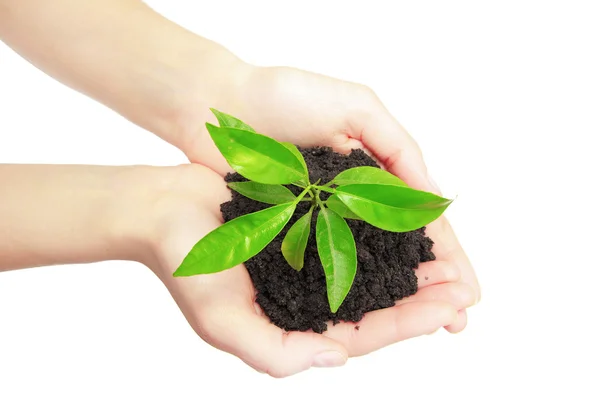 Menselijke handen met groene plant — Stockfoto