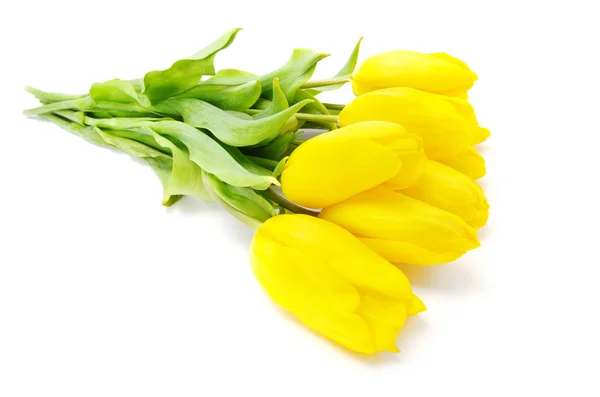 Tulipas amarelas bonitas — Fotografia de Stock