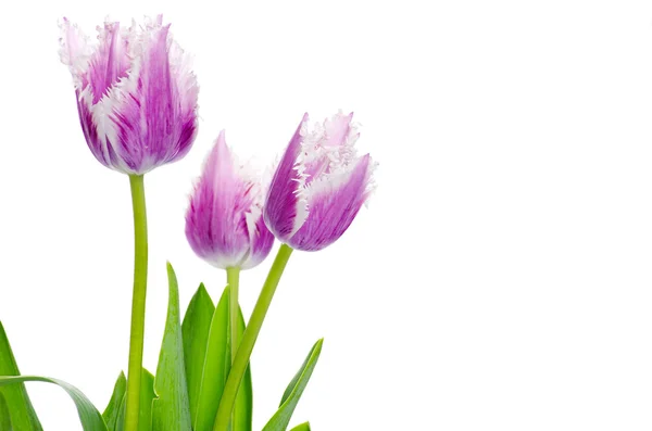 Hermosos tulipanes morados — Foto de Stock