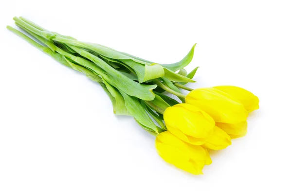 Beautiful Yellow tulips — Stock Photo, Image