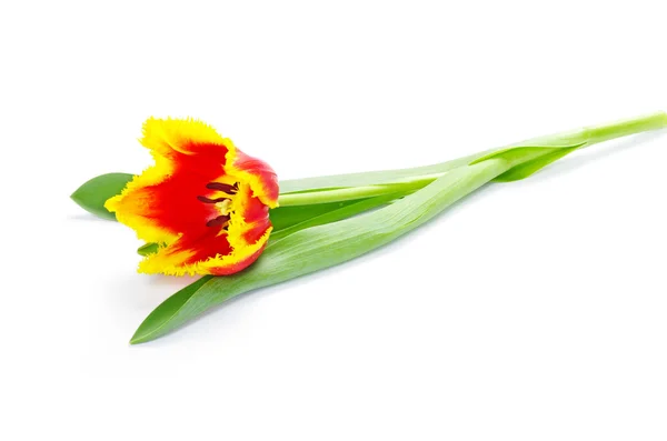 Mooie gele en rode tulp — Stockfoto