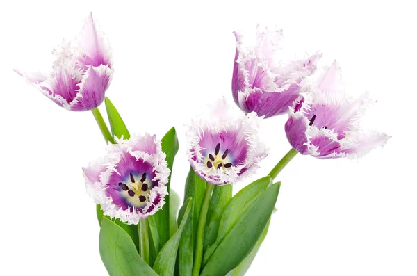 Mooie paarse tulpen — Stockfoto