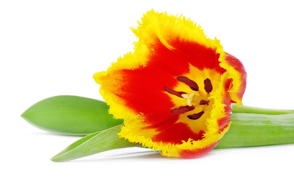 Bellissimo tulipano giallo e rosso — Foto Stock