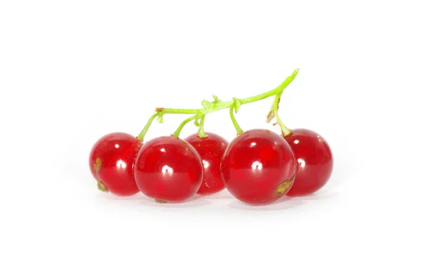 Reife rote Johannisbeeren — Stockfoto