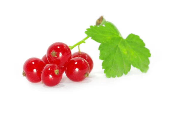 Reife rote Johannisbeeren — Stockfoto