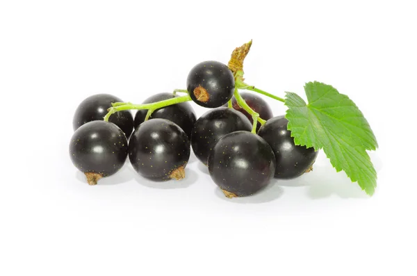 Reife schwarze Johannisbeeren — Stockfoto