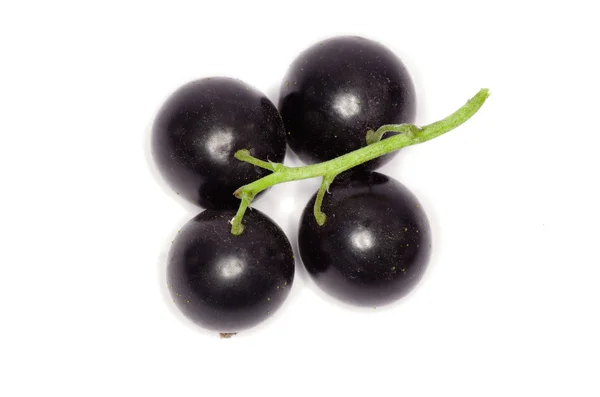 Спелые черные смородины — стоковое фото